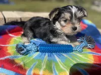 Tie-Dye Boy, a male Morkie for sale in Glasgow, KY – 2 of 9