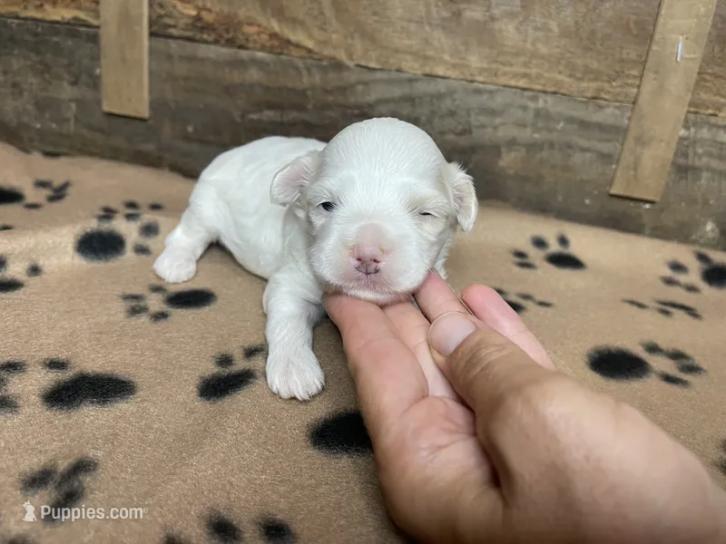 Brown Blanket Boy – Maltipoo puppy for sale in Glasgow, KY