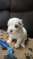 Brown Blanket Boy, a male Maltipoo for sale in Glasgow, KY – 4 of 10