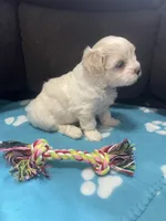 Blue Girl, a female Maltipoo for sale in Glasgow, KY – 3 of 7
