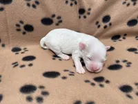 Brown Blanket Boy, a male Maltipoo for sale in Glasgow, KY – 4 of 4