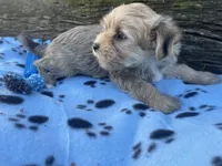 Blue Boy, a male Morkie for sale in Glasgow, KY – 5 of 7