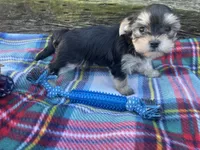 Plaid Boy, a male Morkie for sale in Glasgow, KY – 4 of 9