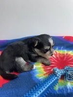 Tie-Dye Boy, a male Morkie for sale in Glasgow, KY – 6 of 9