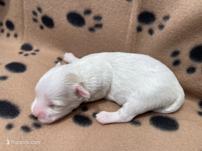 Brown Blanket Boy – Maltipoo puppy for sale in Glasgow, KY