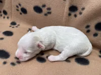 Brown Blanket Boy, a male Maltipoo for sale in Glasgow, KY – 1 of 4