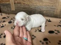 Brown Blanket Boy, a male Maltipoo for sale in Glasgow, KY – 8 of 10