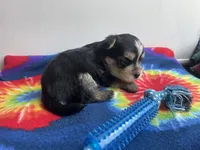 Tie-Dye Boy, a male Morkie for sale in Glasgow, KY – 8 of 9