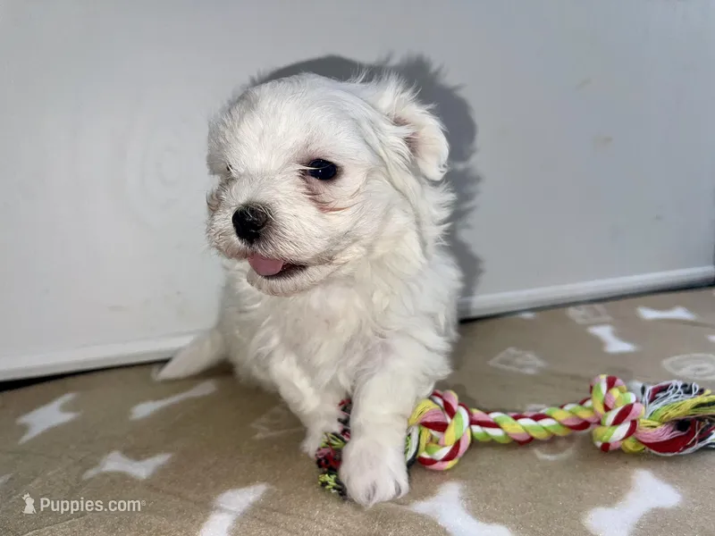 AKC Brown Girl – Maltese puppy for sale in Glasgow, KY