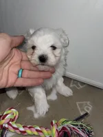 AKC Brown Girl, a female Maltese for sale in Glasgow, KY – Photo 3 of 10