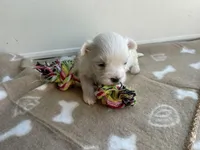 AKC Brown Girl, a female Maltese for sale in Glasgow, KY – Photo 4 of 5