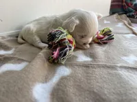 AKC Brown Girl, a female Maltese for sale in Glasgow, KY – Photo 5 of 5