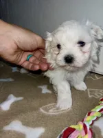 AKC Brown Girl, a female Maltese for sale in Glasgow, KY – Photo 4 of 10