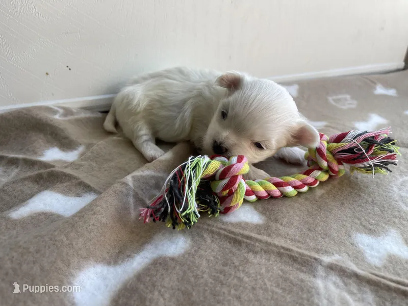 AKC Brown Girl – Maltese puppy for sale in Glasgow, KY