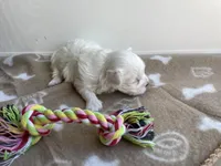 AKC Brown Girl, a female Maltese for sale in Glasgow, KY – Photo 3 of 5