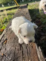 AKC Brown Girl, a female Maltese for sale in Glasgow, KY – Photo 6 of 10