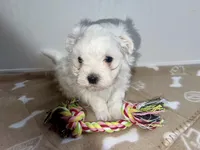 AKC Brown Girl, a female Maltese for sale in Glasgow, KY – Photo 2 of 10