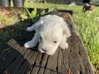 AKC Brown Girl, a female Maltese for sale in Glasgow, KY – Photo 5 of 10