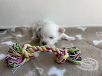 AKC Brown Girl, a female Maltese for sale in Glasgow, KY – Photo 2 of 5