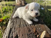 AKC Brown Girl, a female Maltese for sale in Glasgow, KY – Photo 7 of 10