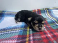 Plaid Boy, a male Morkie for sale in Glasgow, KY – 3 of 5