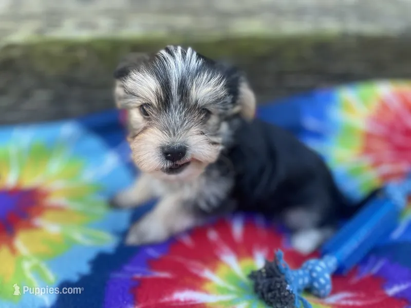 Tie-Dye Boy – Morkie puppy for sale in Glasgow, KY