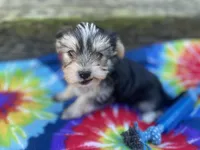 Tie-Dye Boy, a male Morkie for sale in Glasgow, KY – 1 of 9