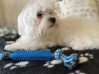 Black blanket boy, a male Maltese for sale in Glasgow, KY – Photo 8 of 10