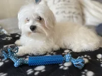 Black blanket boy, a male Maltese for sale in Glasgow, KY – Photo 7 of 10