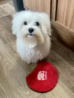Black blanket boy, a male Maltese for sale in Glasgow, KY – Photo 3 of 10