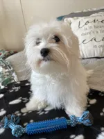 Black blanket boy, a male Maltese for sale in Glasgow, KY – Photo 10 of 10