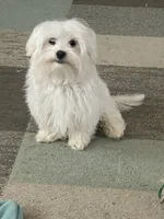 Black blanket boy, a male Maltese for sale in Glasgow, KY – Photo 6 of 10