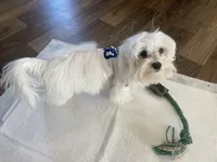 Black blanket boy, a male Maltese for sale in Glasgow, KY – Photo 5 of 10