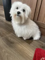 Black blanket boy, a male Maltese for sale in Glasgow, KY – Photo 2 of 10