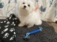 Black blanket boy, a male Maltese for sale in Glasgow, KY – Photo 9 of 10