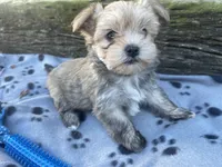 Grey Boy, a male Morkie for sale in Glasgow, KY – 5 of 8