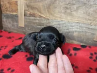 Red Girl, a female Maltipoo for sale in Glasgow, KY – 6 of 10