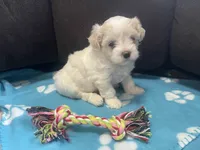 Blue Girl, a female Maltipoo for sale in Glasgow, KY – 4 of 7