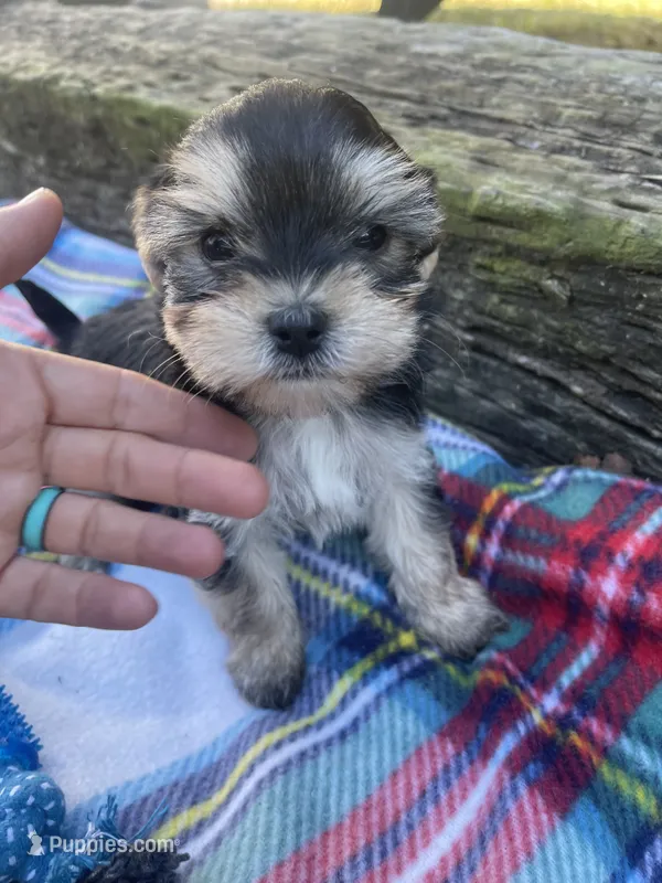 Plaid Boy – Morkie puppy for sale in Glasgow, KY