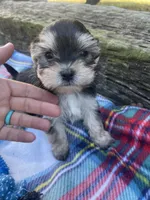Plaid Boy, a male Morkie for sale in Glasgow, KY – 1 of 9