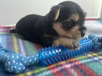 Plaid Boy, a male Morkie for sale in Glasgow, KY – 7 of 9