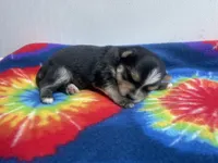 Tie-Dye Boy, a male Morkie for sale in Glasgow, KY – 5 of 5