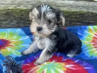 Tie-Dye Boy, a male Morkie for sale in Glasgow, KY – 4 of 9