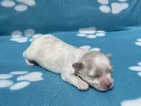 Blue Girl, a female Maltipoo for sale in Glasgow, KY – 2 of 5