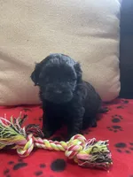 Red Girl, a female Maltipoo for sale in Glasgow, KY – 2 of 10
