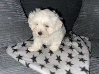CKC Grey Girl, a female Maltese for sale in Glasgow, KY – 3 of 10