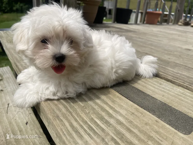 CKC Grey Girl – Maltese puppy for sale in Glasgow, KY