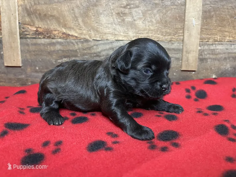 Red Girl – Maltipoo puppy for sale in Glasgow, KY