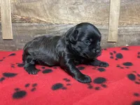 Red Girl, a female Maltipoo for sale in Glasgow, KY – 5 of 10