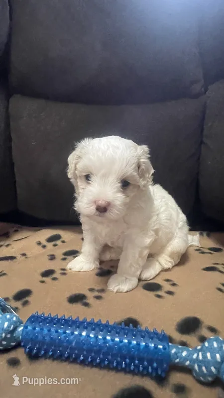 Brown Blanket Boy – Maltipoo puppy for sale in Glasgow, KY